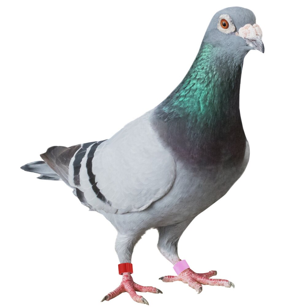 Popetpop 100 Stuks Vogels Identificatie Duiven Papegaai Vogel Opening Voet Ringen Vogel Benodigdheden (Willekeurige Kleur)