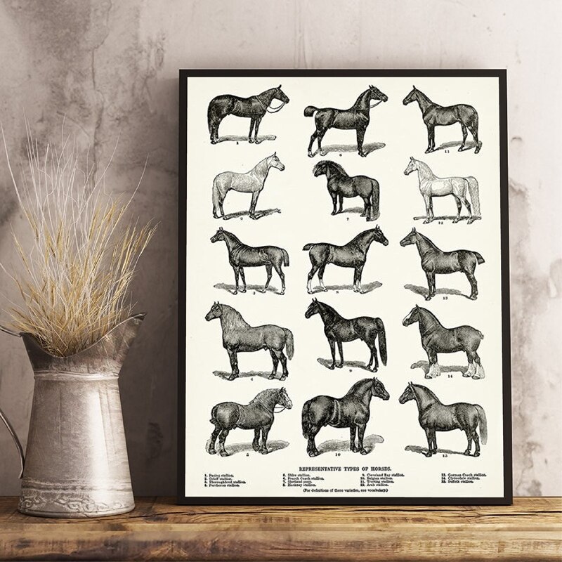 Hest racer typer udskriv hest hest kunst plakat bondegård væg indretning hest diagram vintage retro plakat kraftpapir