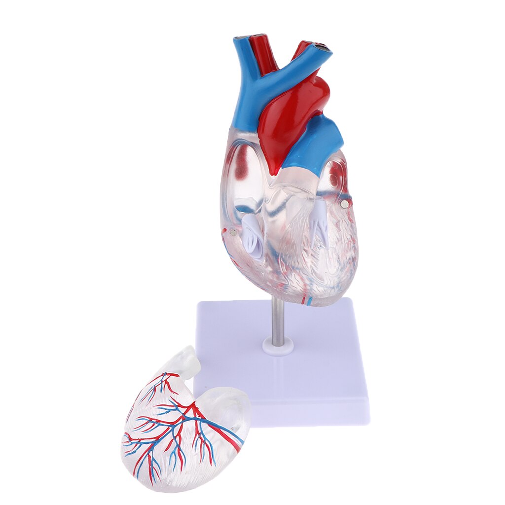 1:1 Menselijk Hart Model Met Stand Base, Transparante Hart Demonstratie Model, Medisch Onderwijs Model Gereedschap & Lab Supplies