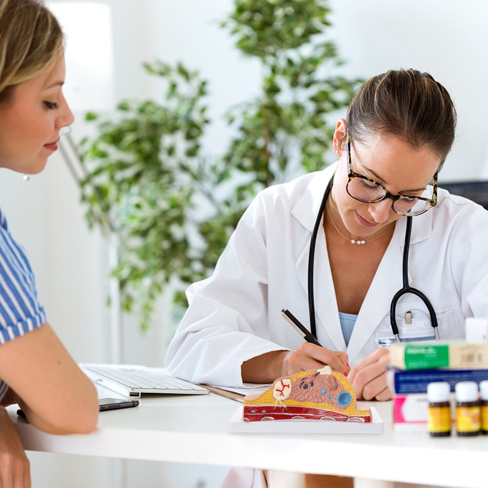 Female Breast Disease Pathology Model Udder Lesion Model Patient Communication
