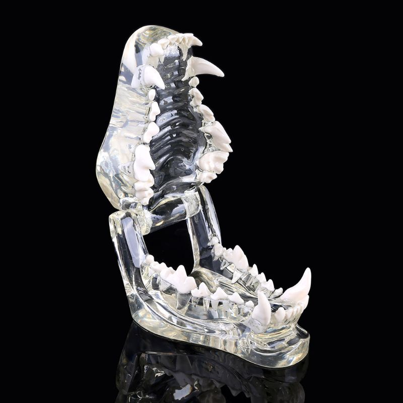 Transparante Hond Tanden Kaak Tand Model Anatomisch Onderwijs Demonstratie Veterinaire Canine