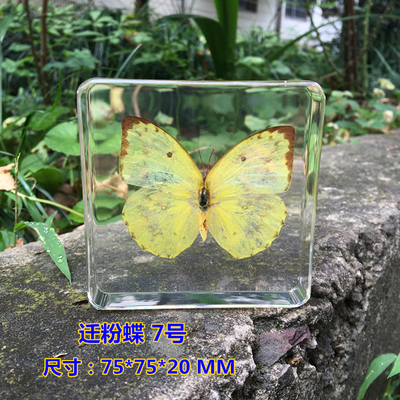 Animal Specimen Onderwijs Kinderen Speelgoed Dier Vlinder Hars Specimen Amber Goederen Van Voor Display Eerder Dan Voor Dragonfly: Oranje