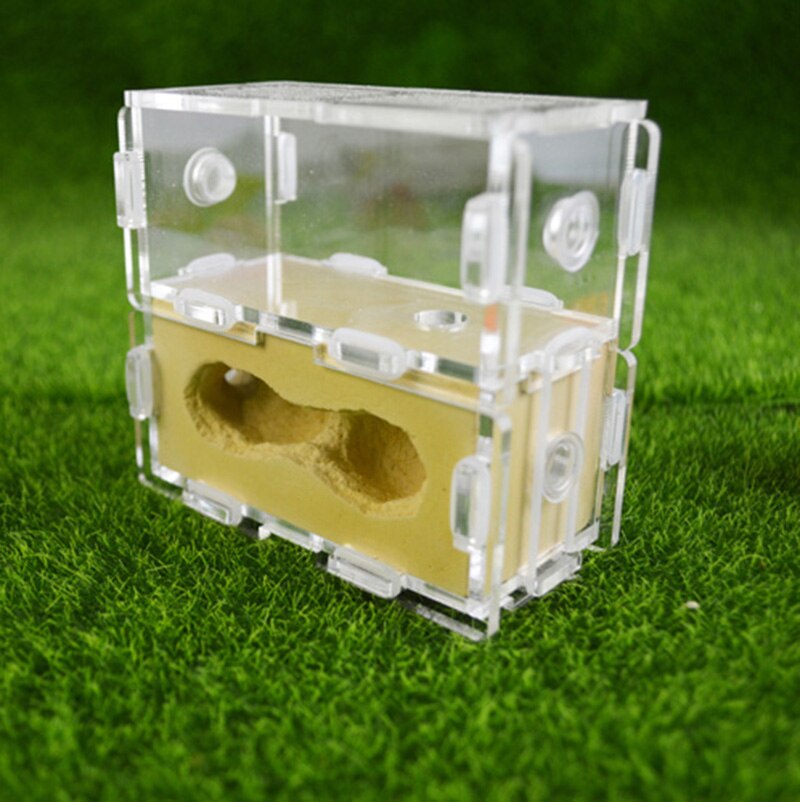 Square Acrylic Ant Plaster Nest Transparent Ant Farm Villa Insect Ornament Box