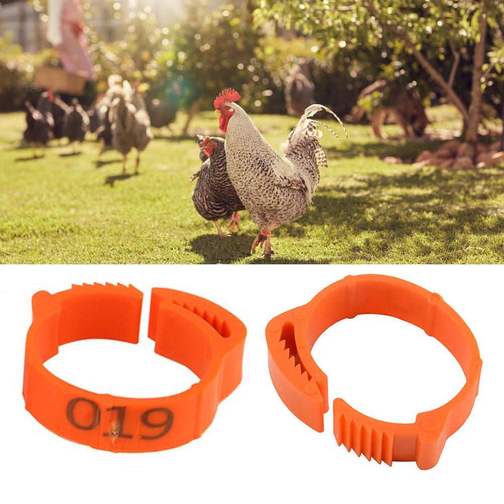 Anillo para gallina de 100 Uds. De diámetro interior de 2,0 Cm, banda para pata de pichón, aves, Paloma, ave, codorniz, gallina, pato, anillos de Clip de loro