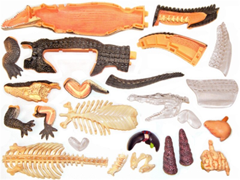 4d Crocodile modèle d'anatomie animale squelette médical enseignement aide laboratoire équipement éducatif maître puzzle assemblage jouet
