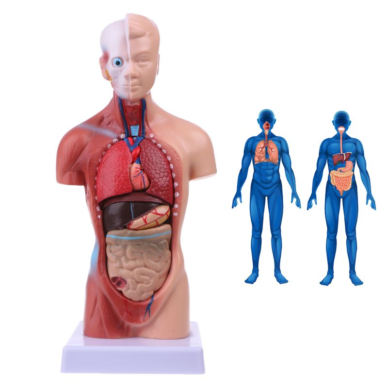Human Torso Body Model Anatomie Anatomisch Medische Interne Organen Voor Onderwijs