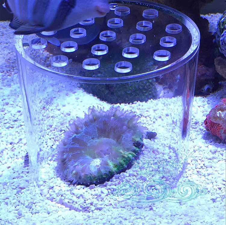 Akvarium lps koral feeder dækning beskytte braincoral trachyphyllia mad forhindre fisk marine akvarium: S 8 x 10cm
