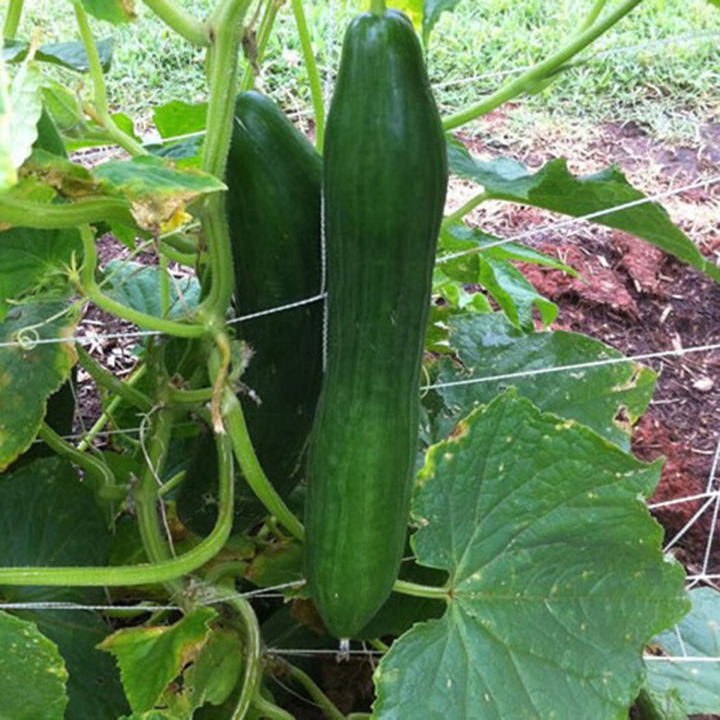 Multi-Functionele 2M X 100M Komkommer Mesh Netto Hoge Dichtheid Polyethyleen Vines Groente Gewassen Netting Plant Ondersteuning klimmen Netto