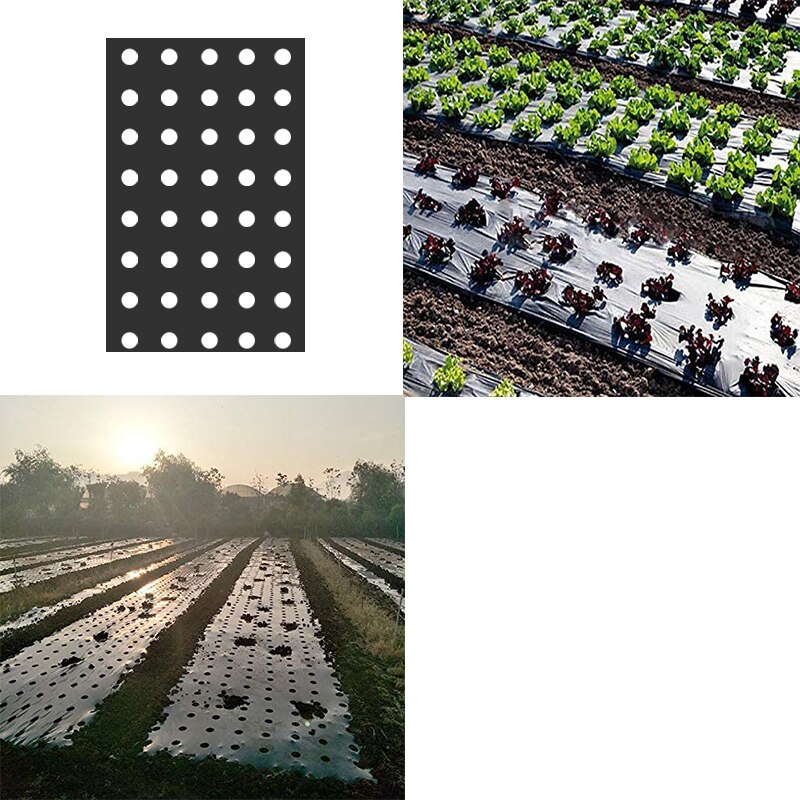 5-Hole Black Film Perforated Plastic Mulch Film Agricultural Plants Planting Grow Film Barrier Film