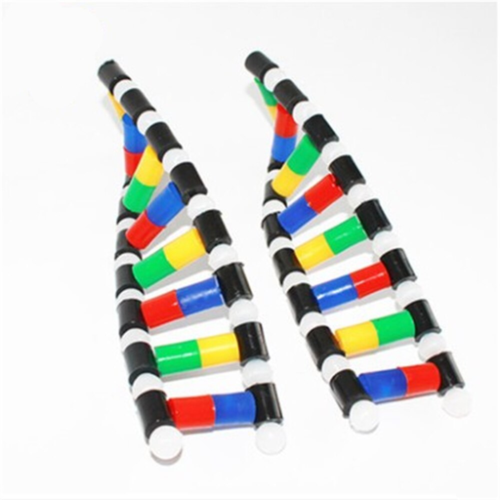 DNA Dubbele Helix Structuur Model Onderwijs Apparatuur