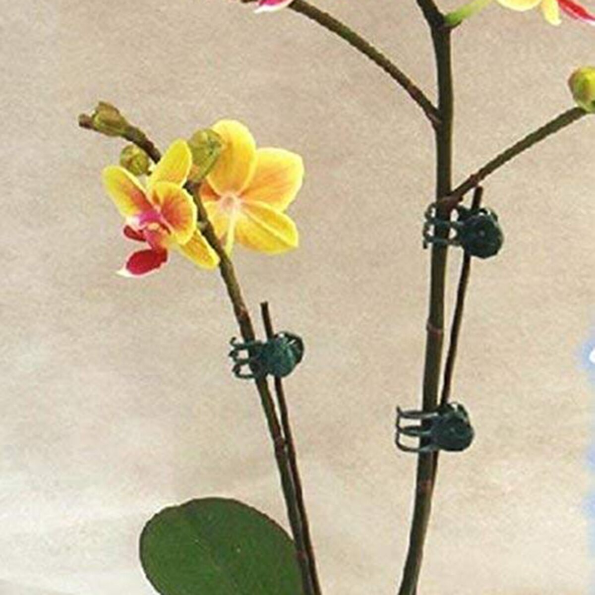 Plant Ondersteuning Clips Plastic Plant Clips Plant Kooien & Ondersteunt Plastic Plant Clips Voor Orchidee & Phalaenopsis