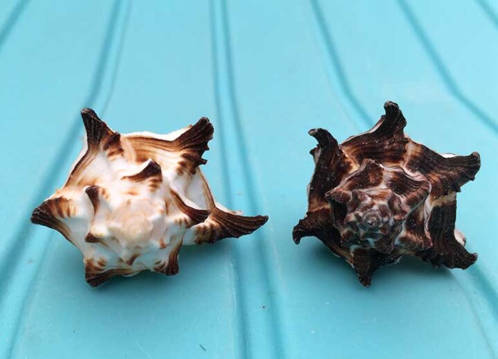 Home decoratie Decoratie van een speciale shell ronde mond schelp aquarium voor 6 cm shell mond en 2 cm shell mond inheemse