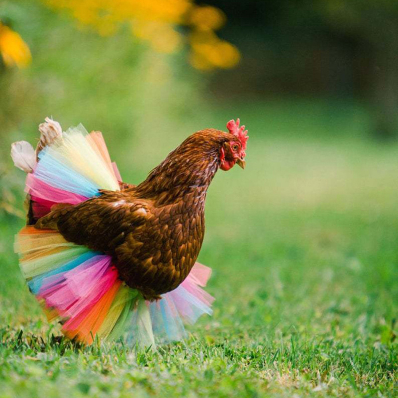 Jupe de déguisement de poulet, décoration de poulailler, plumes de volaille, protecteur, accessoires de fête pour Halloween Cosplay
