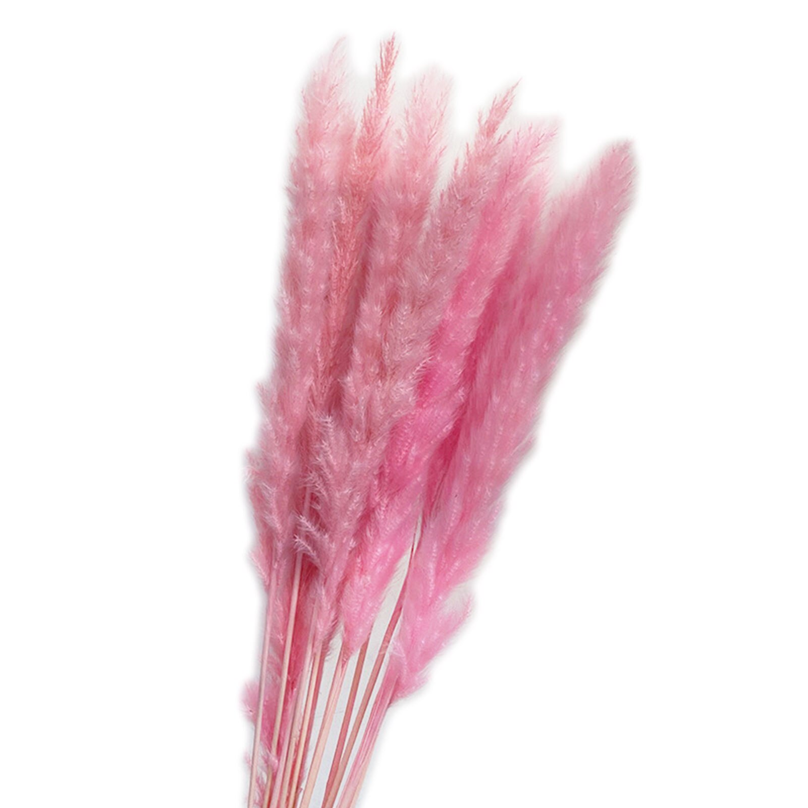 Roseaux séchés naturels de , 15 pièces, pour décoration de mariage, maison, DIY bricolage, 100% naturel, durée de conservation de plus d'un an: Pink