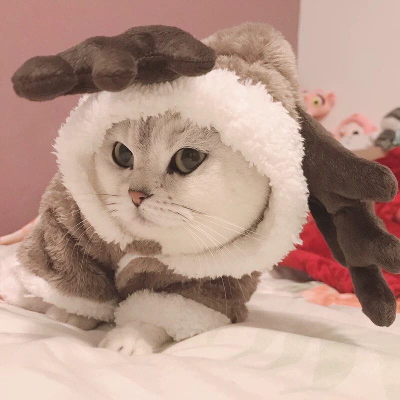 Vinterkat tøj varm fleece kæledyrsdragt til små katte killings jumpsuits tøj kattejakke kæledyr katte hundekat sjovt