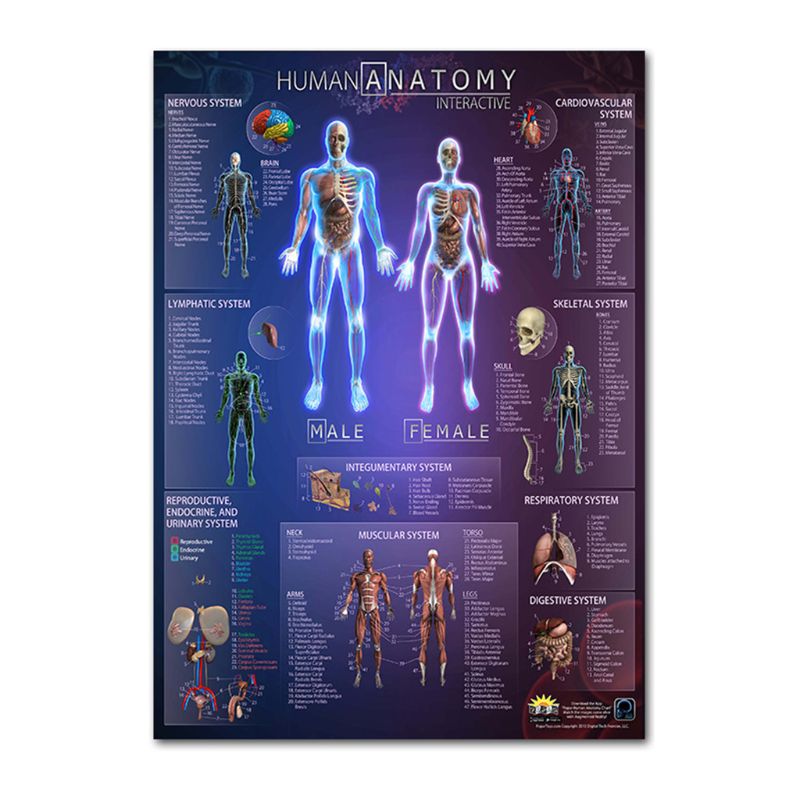 Muscular &amp; Skeletal System Anatomical Poster Set - Human Skeleton &amp; Muscle Anatomy - Single Sided19&quot; x 27&quot;: 9