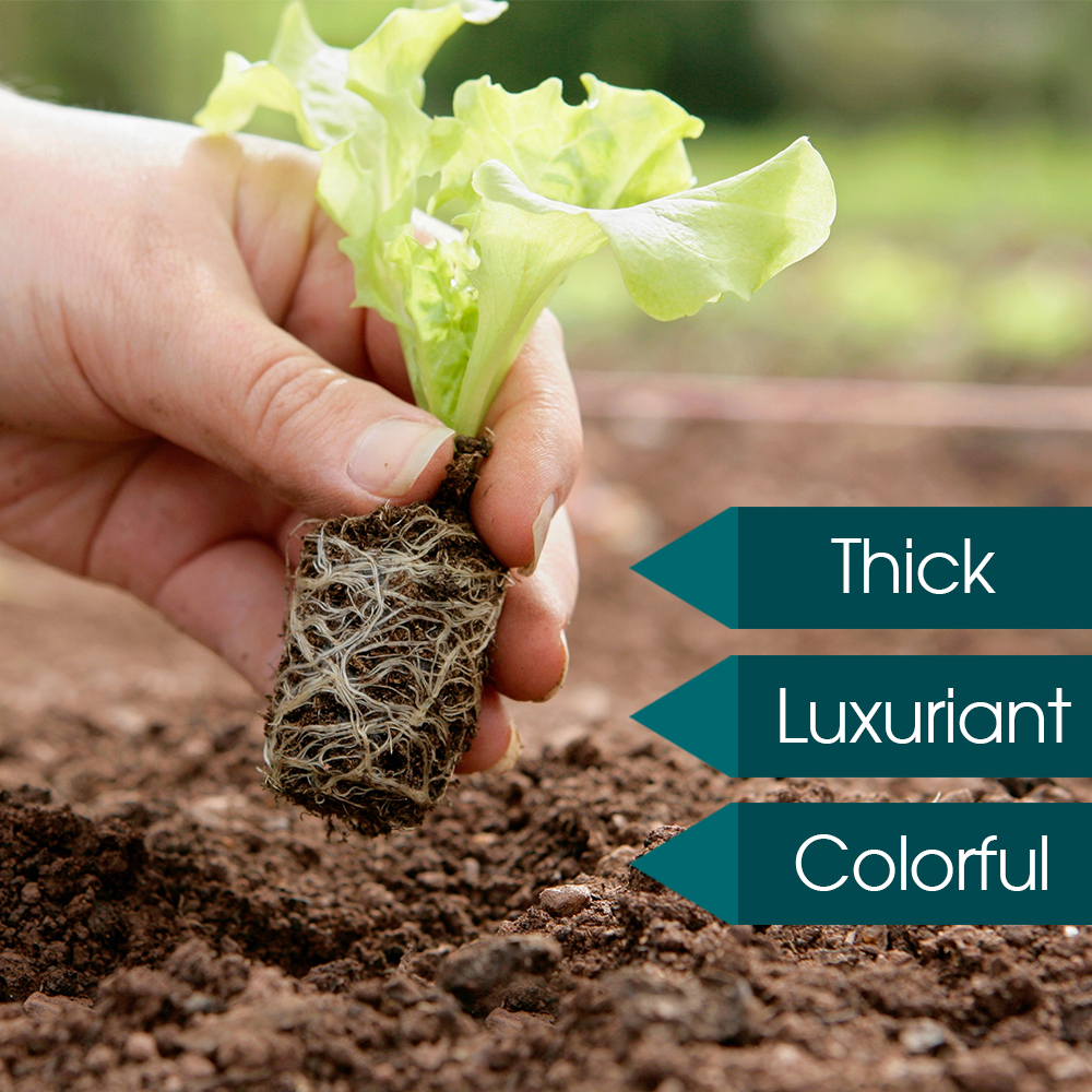 Indoor Garden Hydroponics Growing System LED Grow Light for Seed Starter Red Blue Lighting Greenhouse Germination Humidity Dome