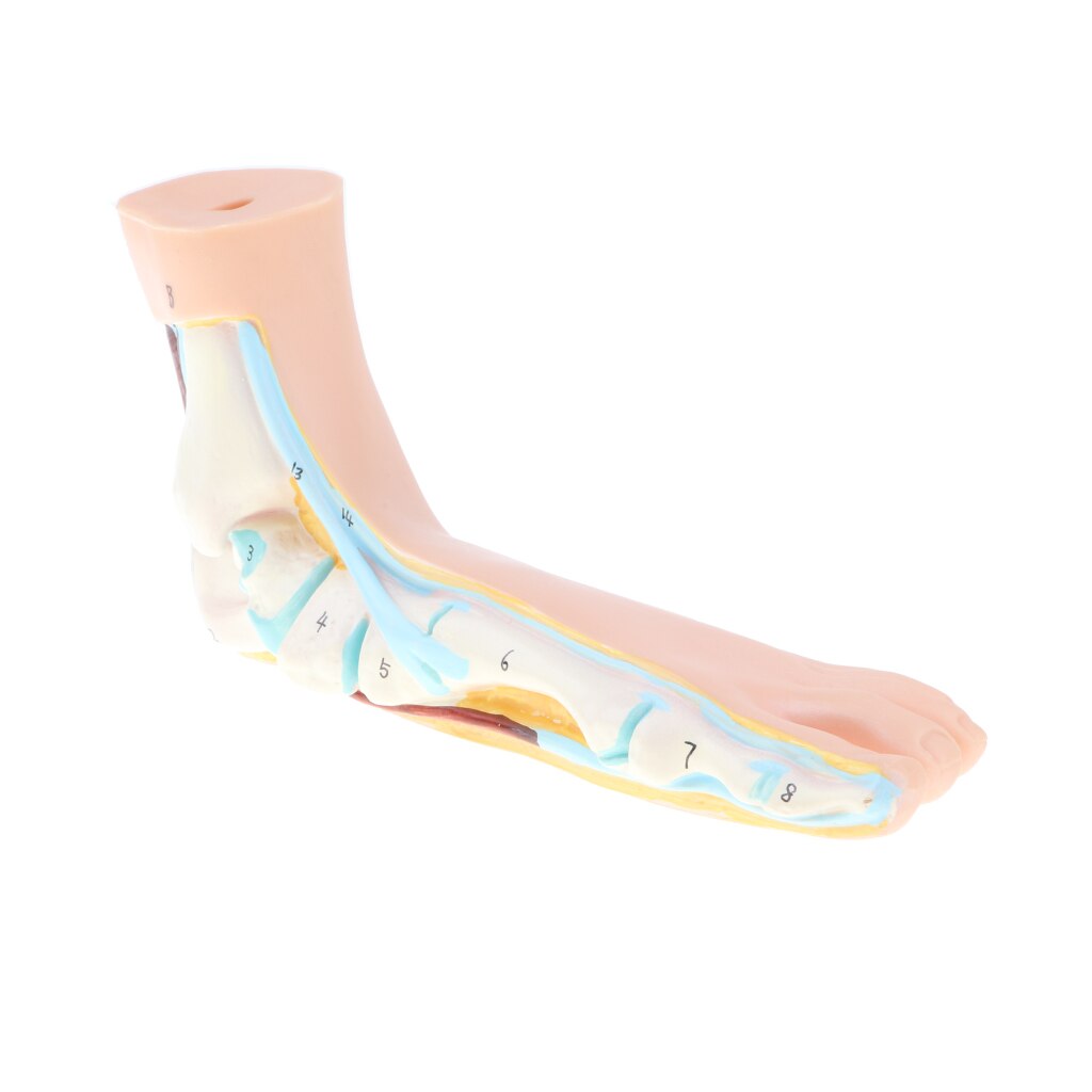 1:1 Lifesize Human Normal/ Arched/ Flat Foot Model with Ligaments Bones Muscles Anatomical Model Kit