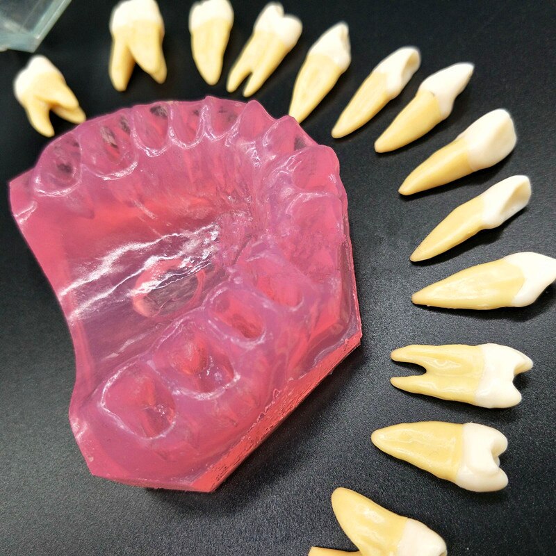 Dental Study Teaching Model Standard Model Removable Teeth Soft Gum ADULT TYPODONT Model