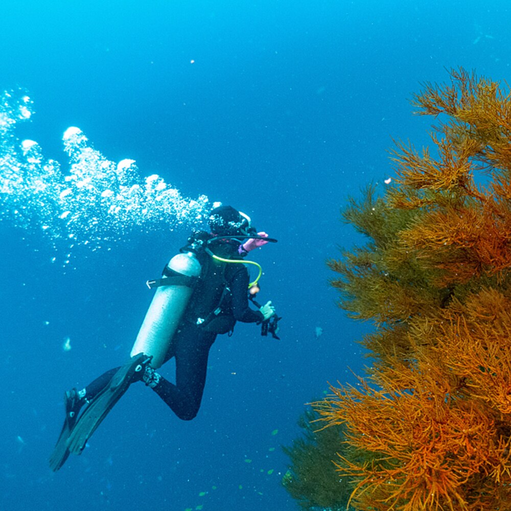 Aletas de natación ajustables Unisex, aletas para el pie, aletas de submarinismo para niños, equipo de natación para principiantes, aletas de buceo portátiles