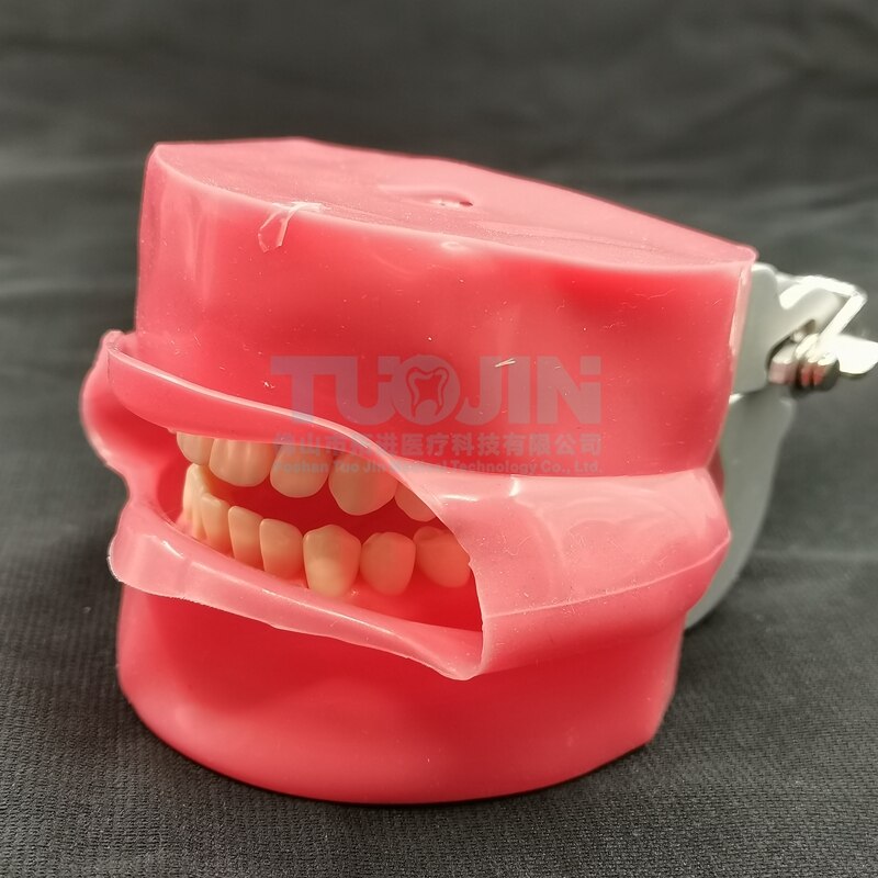 Tandheelkundige Benodigdheden 28Pcs Typodont Tand Model Met Gezicht Tandarts Tanden Phantom Hoofd Model Voor Tandheelkunde Praktijk Instrumenten Unit: Without Tube