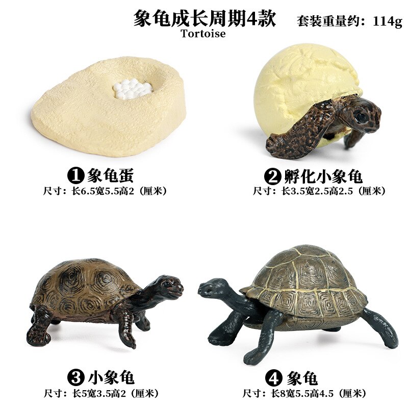 Models Growing Process Enlightenment Toys Furnishings Children's Wild Animals Knowledge Science,Home Entertainment: Elephant Tortoise