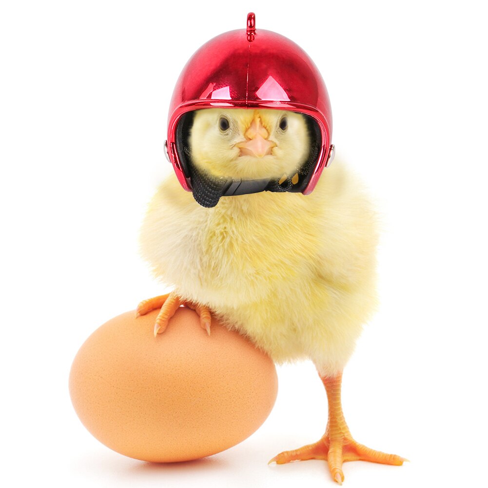 Casque de poulet pour animaux de compagnie petit animal de compagnie volaille oiseau canard couvre-chef chapeaux tête protecteur oiseau tête casque fournitures pour animaux de compagnie 1 pièces