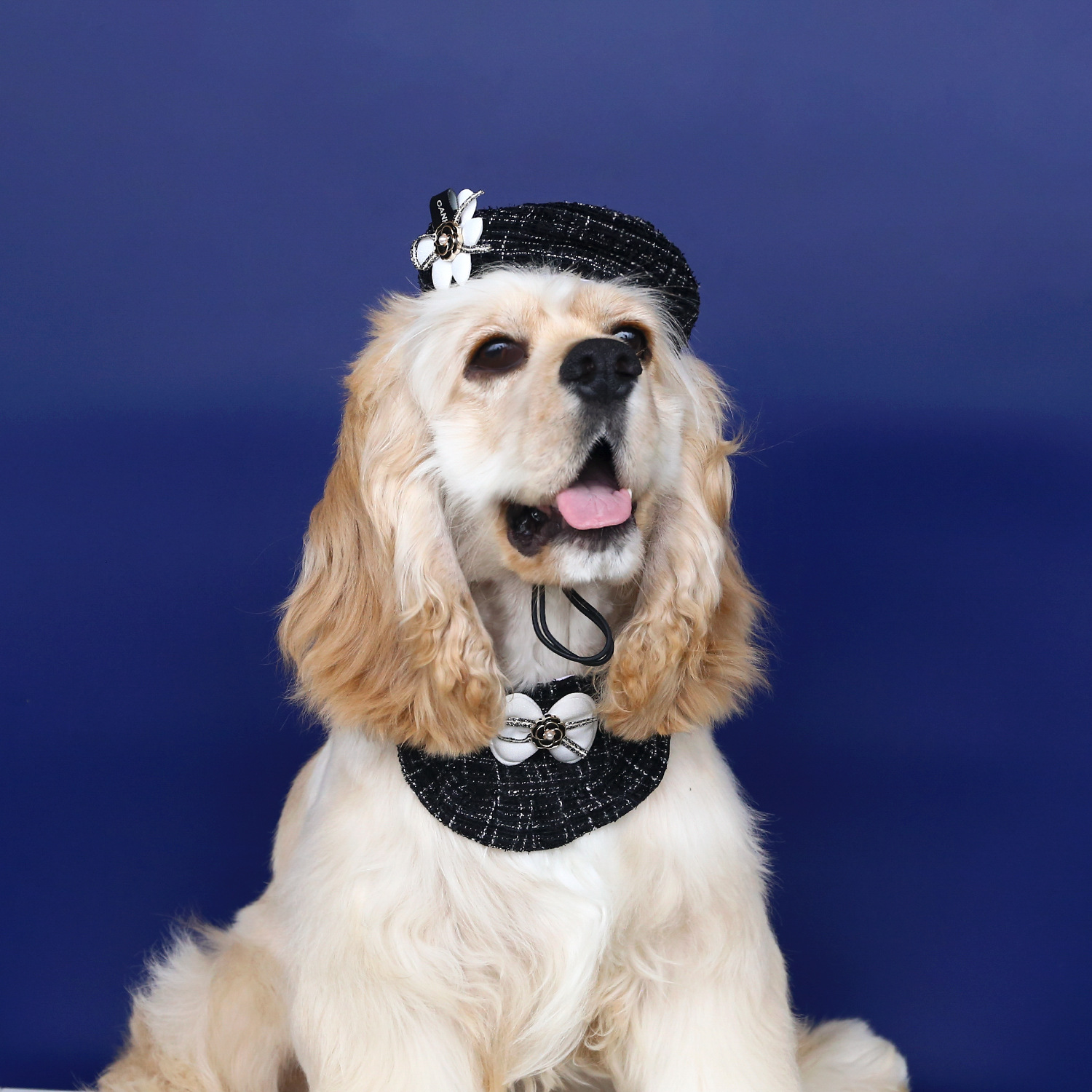 Chapeau en laine avec nœud papillon pour animaux de compagnie, bavoir en dentelle, ensemble d'accessoires pour chat et chien, bandana pour chien, accessoires pour animaux de compagnie