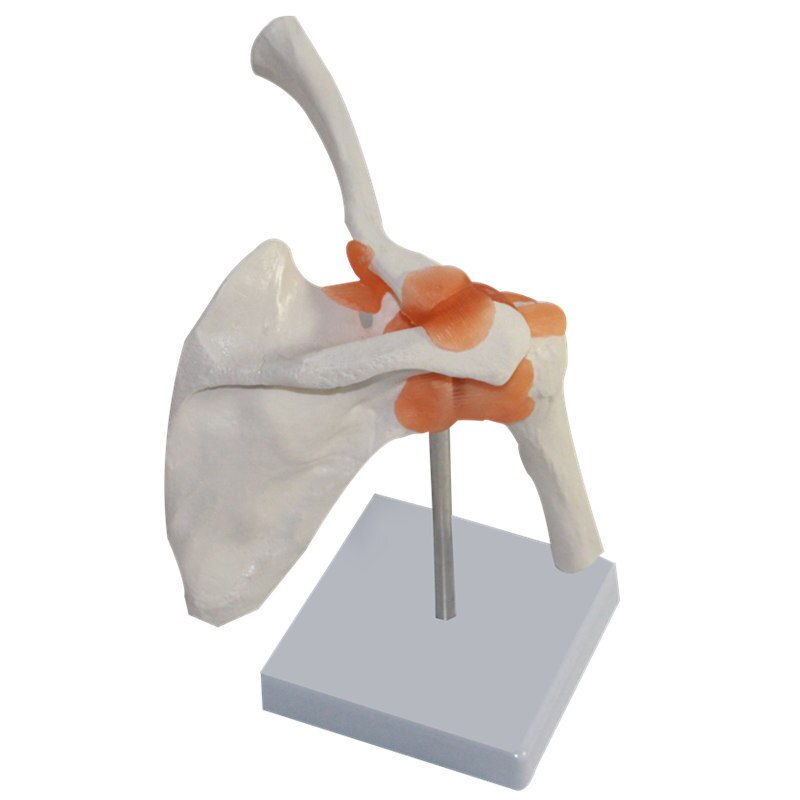 1:1 mänsklig anatomi skelett anatomisk modell i naturlig storlek skalle odontologia axel ben muskel led anatomisk modell med ligament
