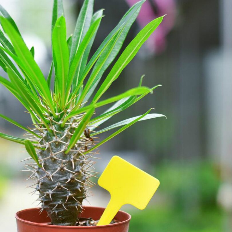 L 10cm W 5cm W stylu T etykiety roślin znaczniki roślin etykieta robić roślin etykiety ogrodowe naczynia z tworzywa sztucznego dla sadzonek 100 sztuk/partia darmowa wysyłka