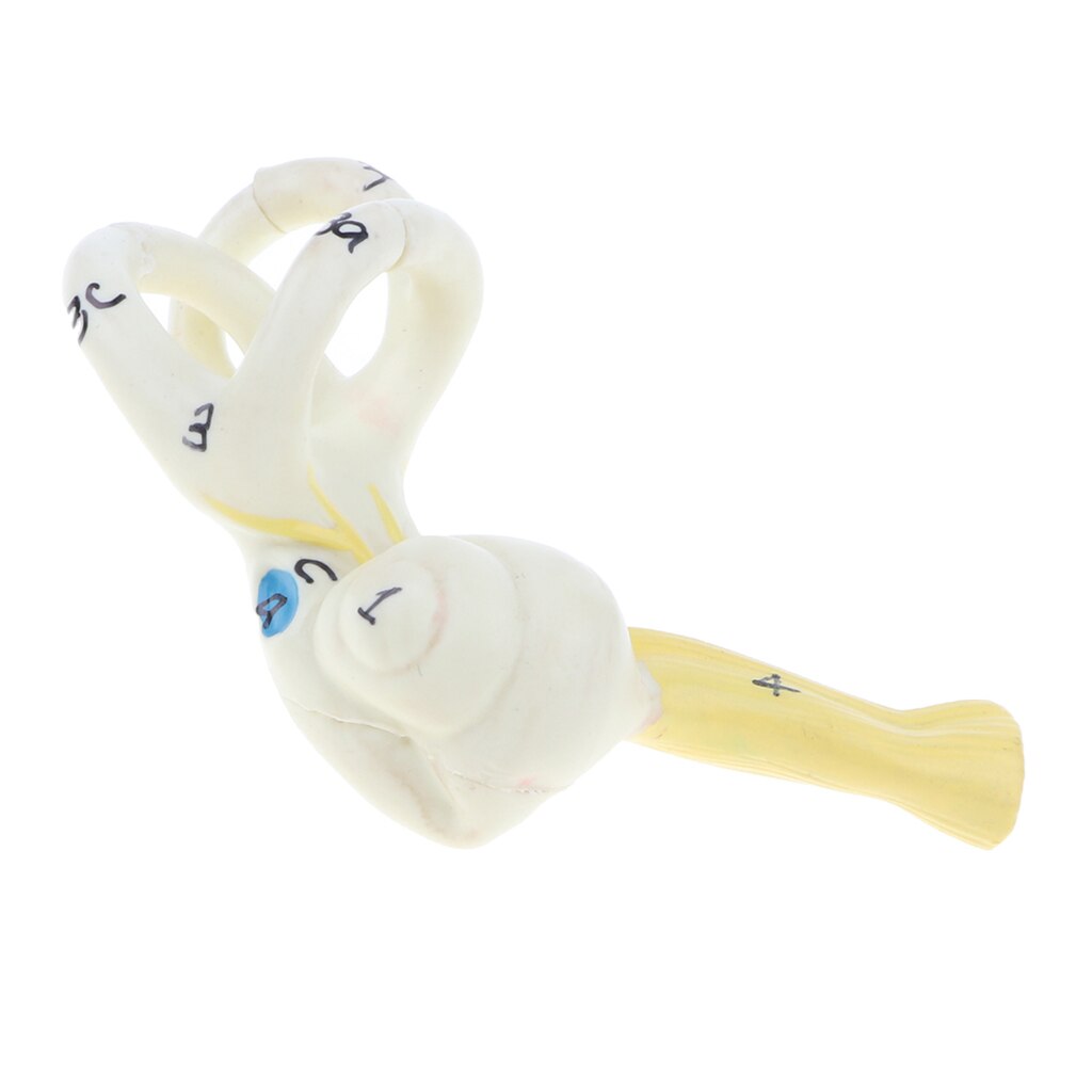 Magnification 5x Human Ear Semicircular Canal Cochlear Model Anatomical