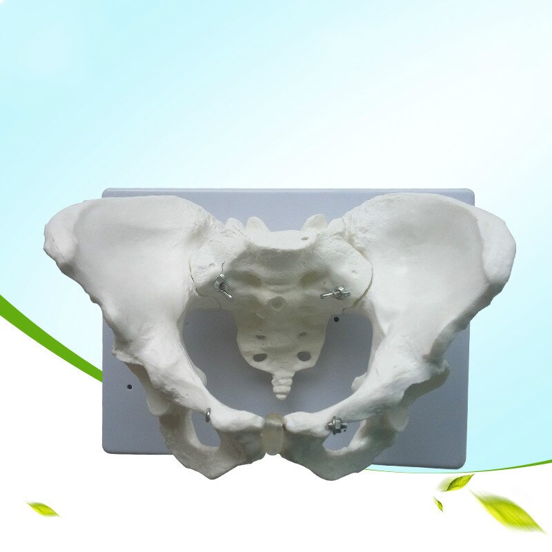 1:1 Levensgrote Standaard Vrouwelijke Bekken Bekken Model Menselijk Skelet Exemplaren Van Het Bekken Meting Skelet Model