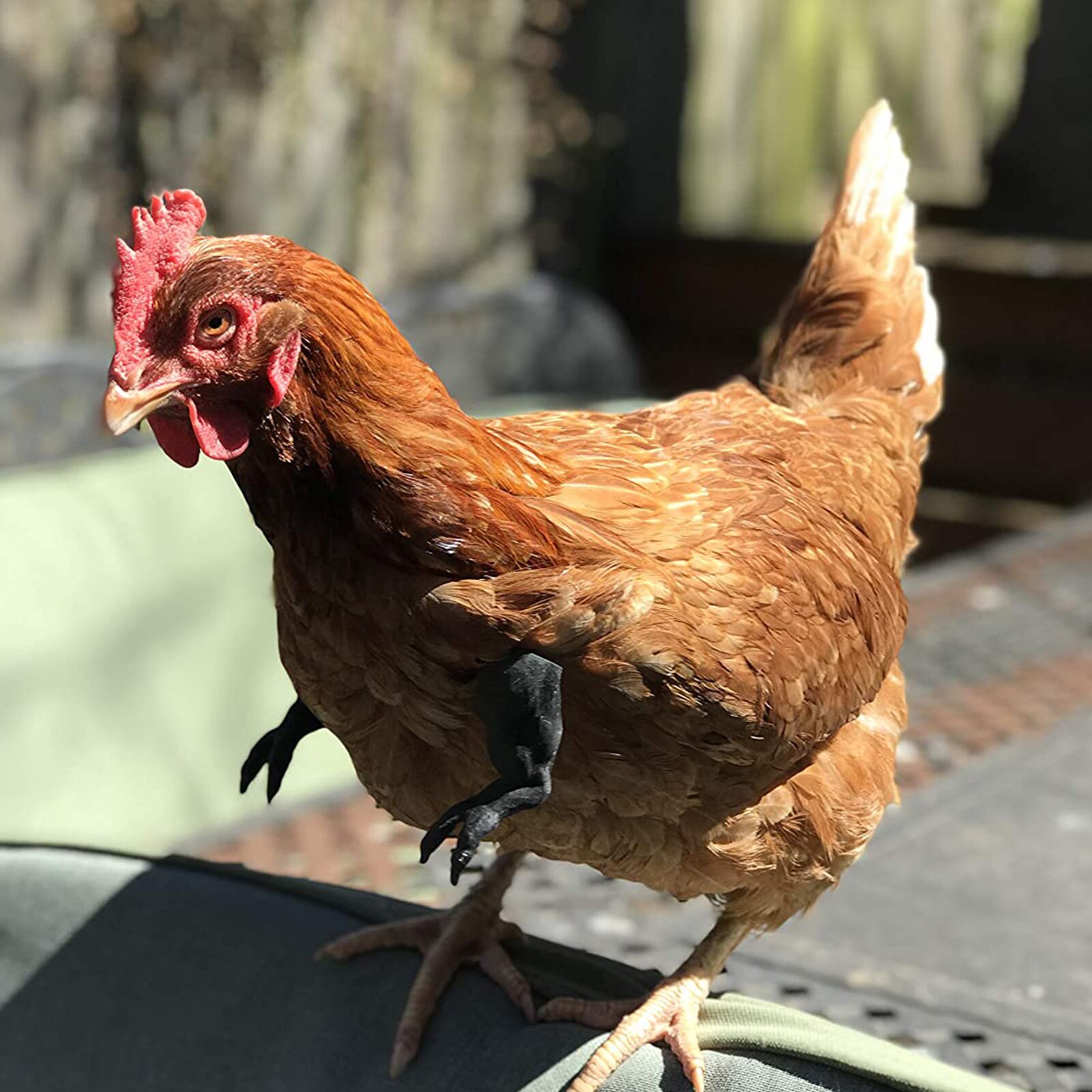 Bras de poulet de couleur unie, bras artificiel, outils de décoration pour coq nu/noir