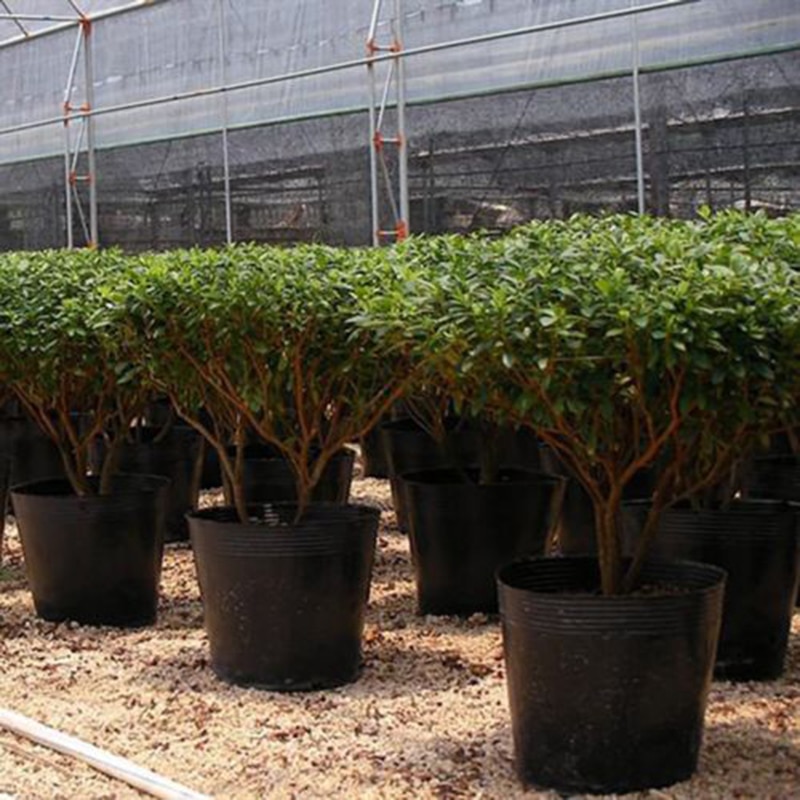 100 Stks/set Huishouden Tuin Zwart Plastic Plant Voeding Potten Praktische Duurzaam Zachte Plantenvoeding Potten