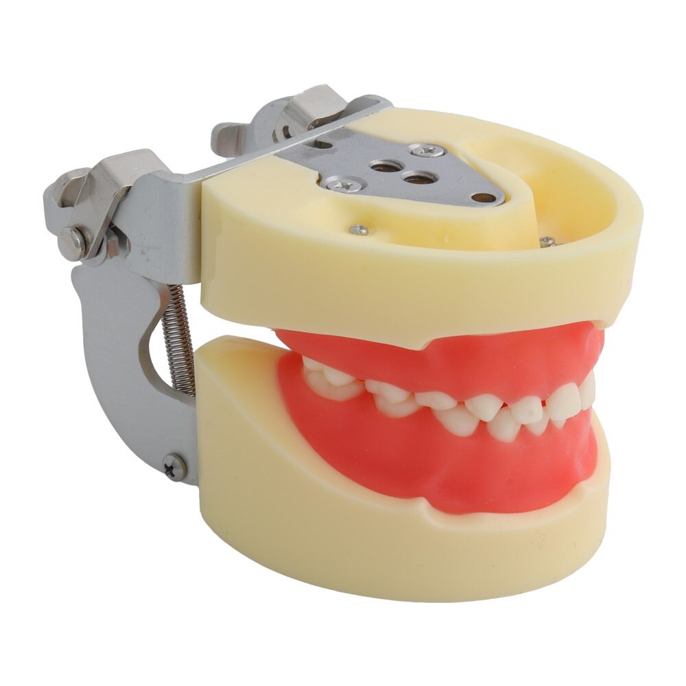 Child Teeth Model 24pcs m7014 with soft Gum /Dental Study teeth Model Dental training Tooth model for Kids