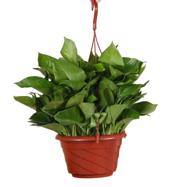 Plastic Hanging Baskets Hanging Plant Flower Pots With Chain Garden Supplies Resin Plant Flower Hanging Pot Basket: Light brown