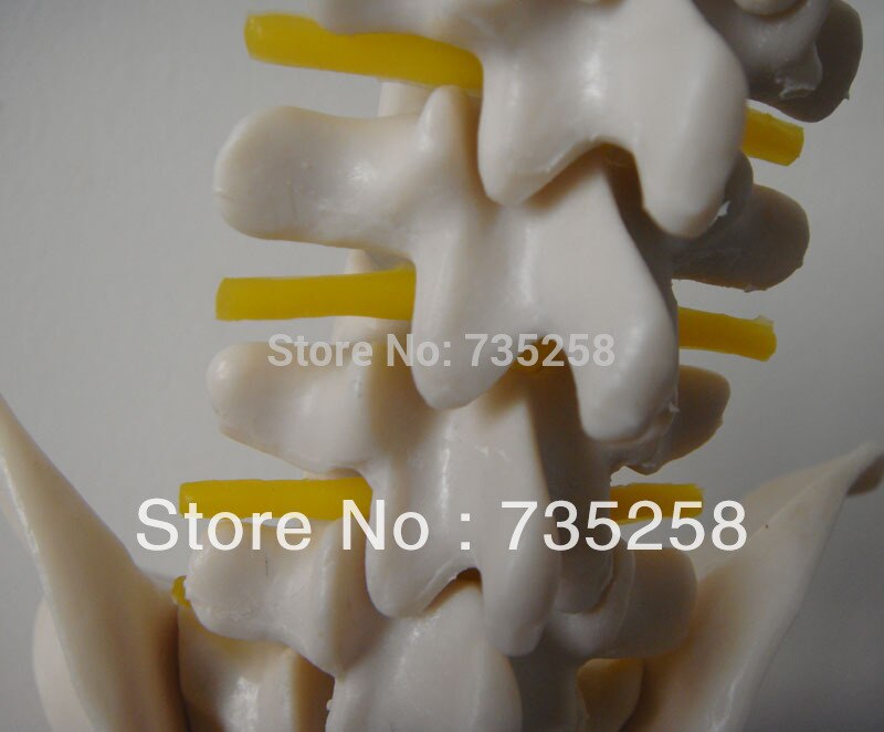 Half-size bekken met 5 stks lendenwervels, bekken model, mini lumbale met bekken modellen