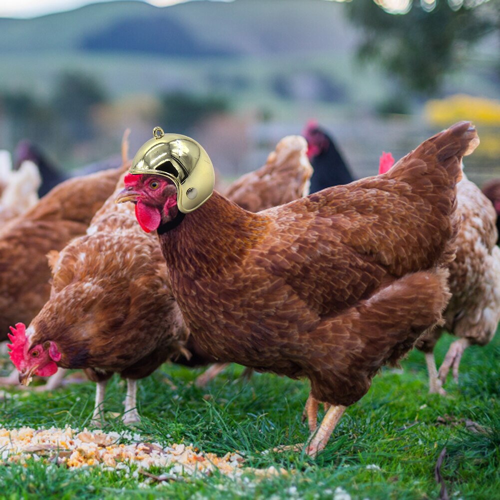 Kip Helm Cap Pet Beschermende Kleding Zon Regen Bescherming Helm Speelgoed Vogel Hens Kleine Dierbenodigdheden Kostuums Accessoires