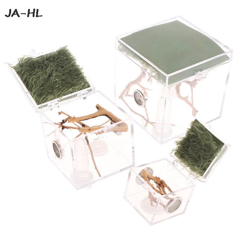Black Widow Spider Small Insect Terrarium Transparent Reptile Breeding Box