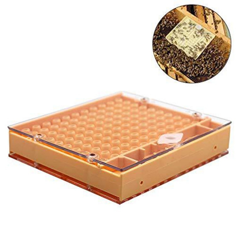 Beekeeping Bee Queen Rearing Cell Box Plastic Hone... – Grandado