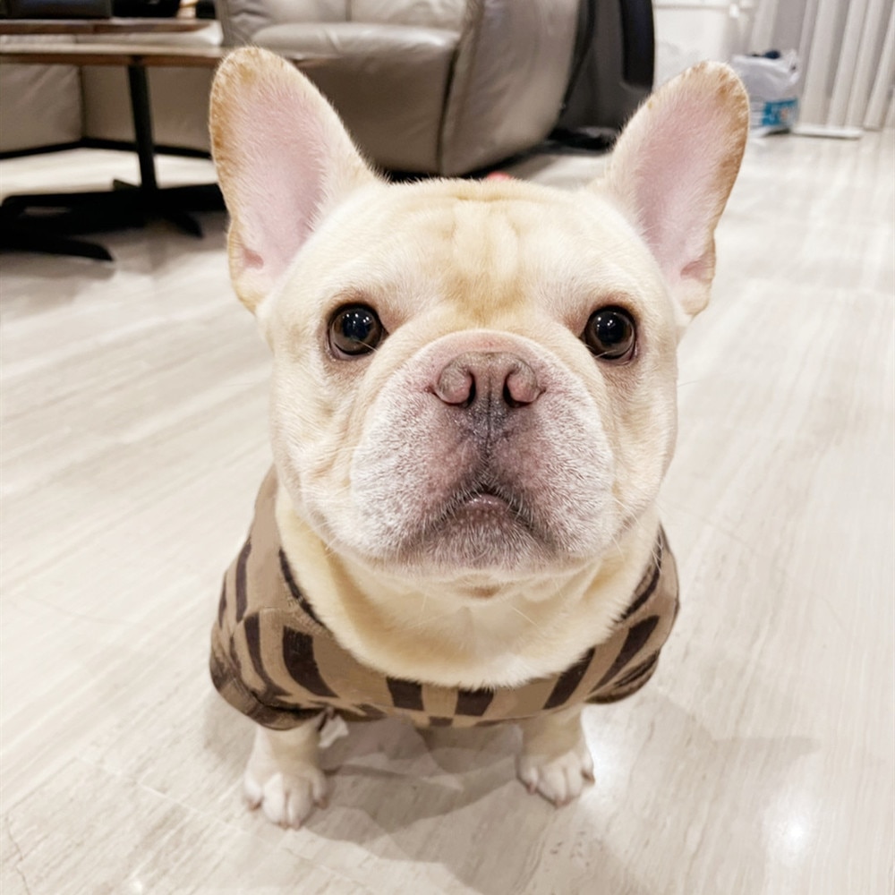 Suéteres Schnauzer para perros pequeños y medianos, Sudadera con capucha para Bulldog Francés, ropa para perros Yorkie, disfraz para mascotas, A149