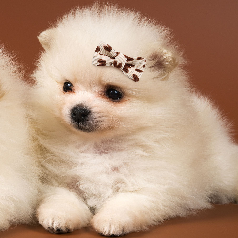 10 Uds. De lazos hechos a mano para perros, lazos de la serie marrón para perros pequeños, lindas bandas de goma para perros, Boutique, accesorios para el cabello para perros y gatos