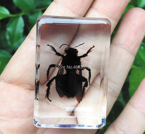 1piece Daphne Genkwa Specimen Grasshopper In Clear Resin Educational Explore Instrument School Teaching Supplies 44x29x18MM