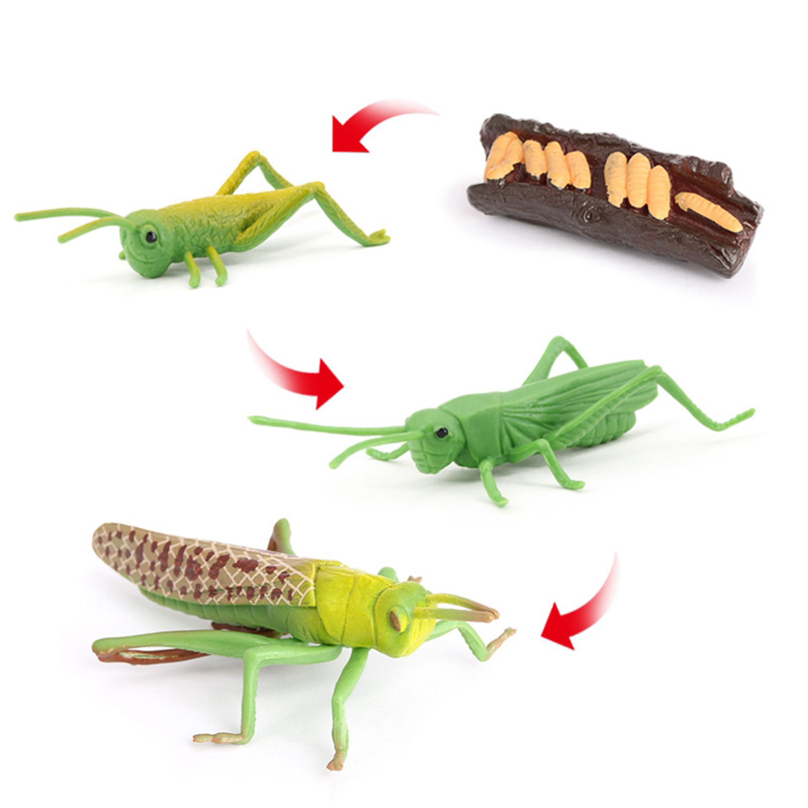 Figura de crecimiento de saltamontes naturales, juguete de simulación de plástico, para educación, fantasía, juguetes de biología, ayuda para enseñanza, temática