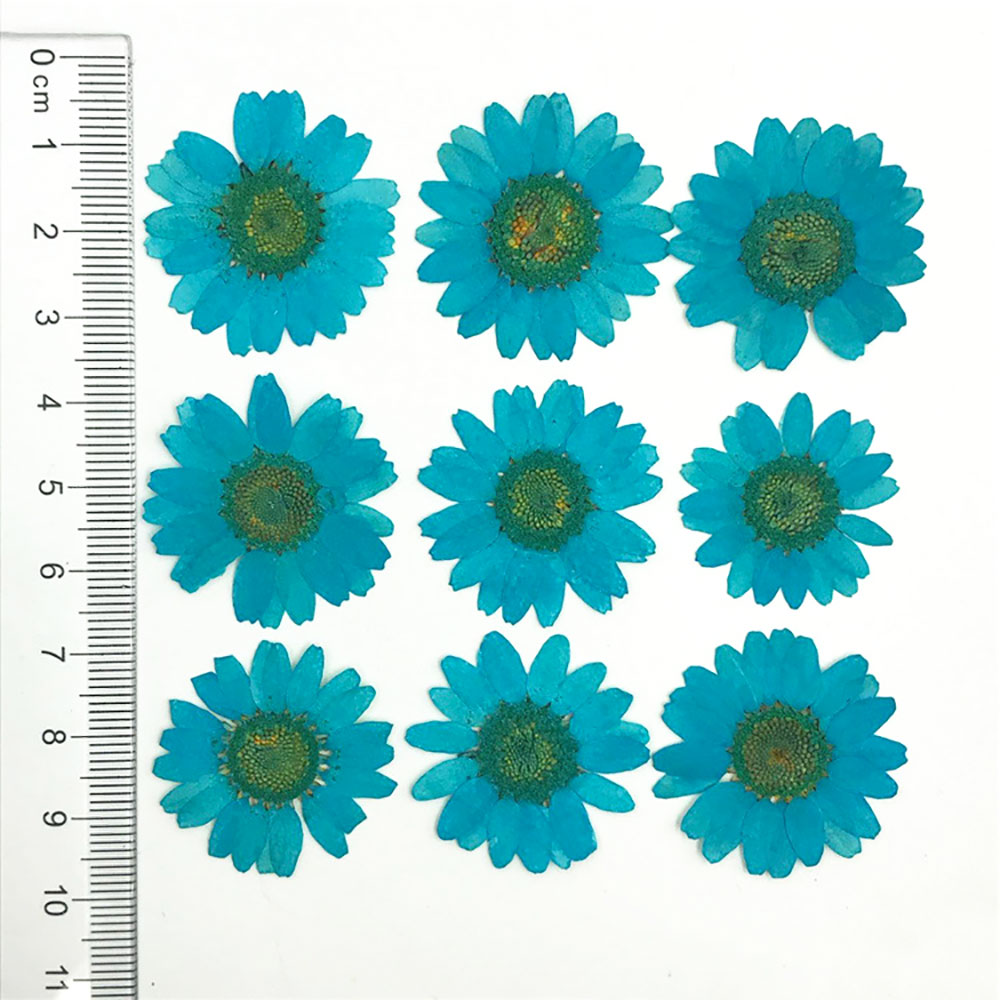 Silicone world Dried Flower Dry Plants For Epoxy Resin Pendant Necklace Jewelry Making Craft DIY Accessories UV Expoxy Flower: SKY BLUE
