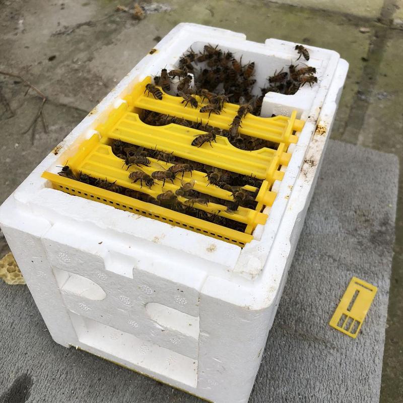 Høst bi bikubeboks biavl konge kasse bestøvning til bi bestøvning biavl værktøj hjem bikube kasse biavl udstyr