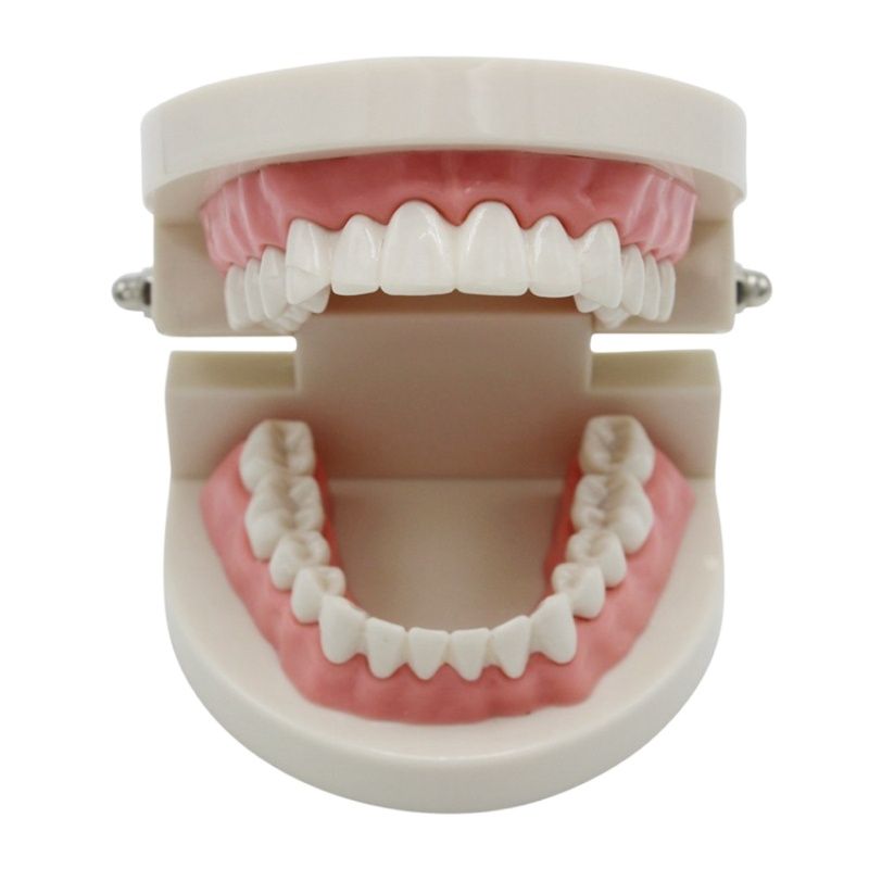 Moule de pour les dents d&#39;adultes, modèle Standard d&#39;enseignement dentaire, outil de démonstration