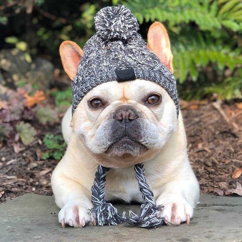 Berretto invernale per cani cappellino di capodanno cappelli divertenti cappelli natalizi cappello di lana per cuccioli con palla per cani di piccola taglia Bulldog francese prodotti per animali domestici