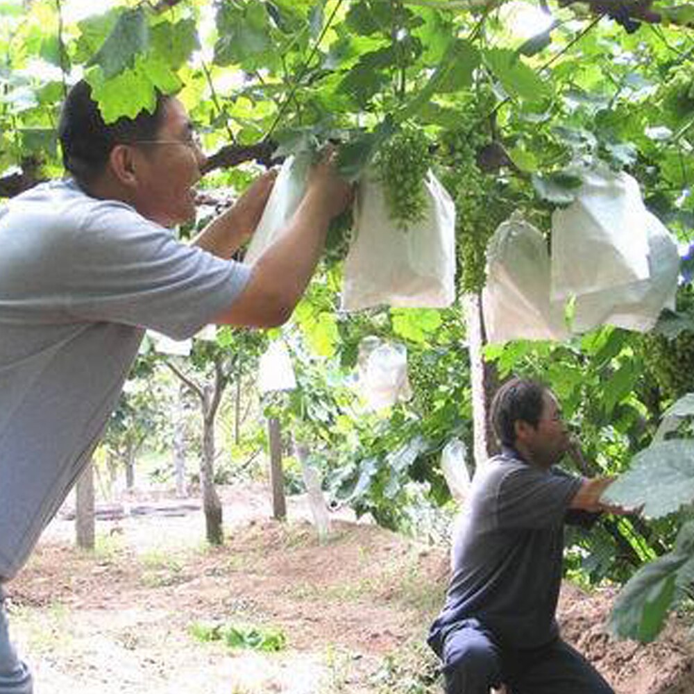100 sztuk włókniny worki winogron owoce i warzywa przeciw zamarzaniu, muchy, ptaki, pszczoły przeciwdeszczowe przezroczysty ochronny rękawy