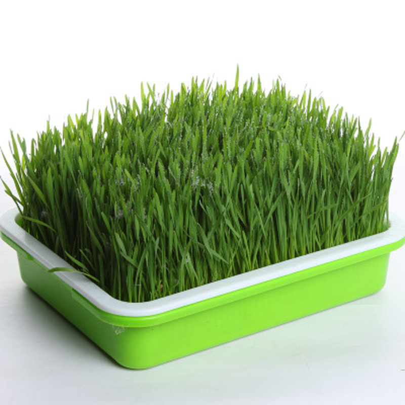 Bandeja de plantación hidropónica de plástico, bandeja de plantación de plántulas de guisante para el hogar, olla de germinación de brotes de soja, suministros de jardinería